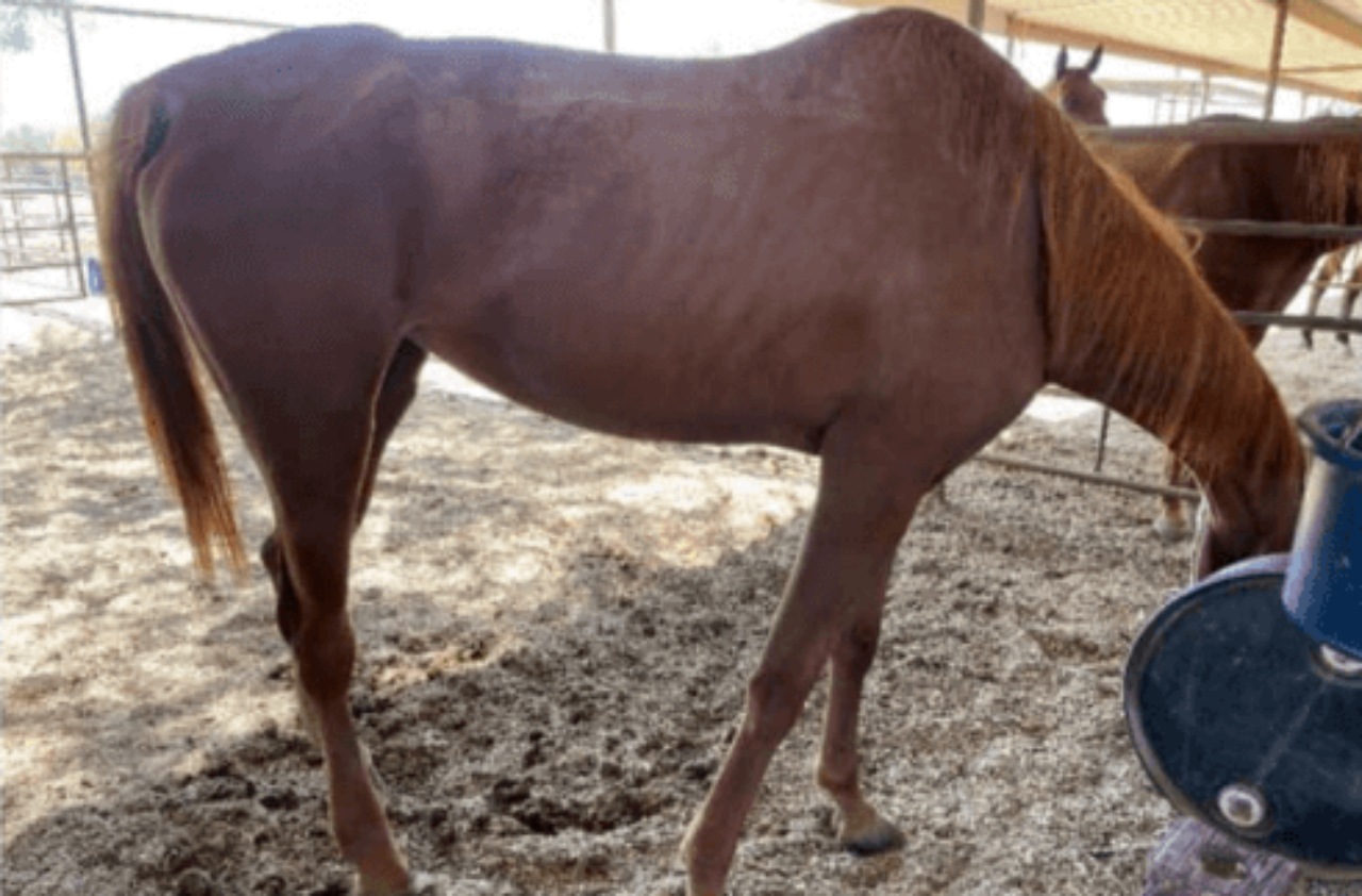 Cavallo nel deserto salvato dai volontari