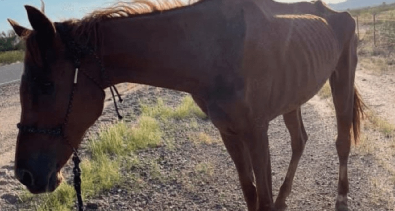 Cavallo nel deserto salvato dai volontari