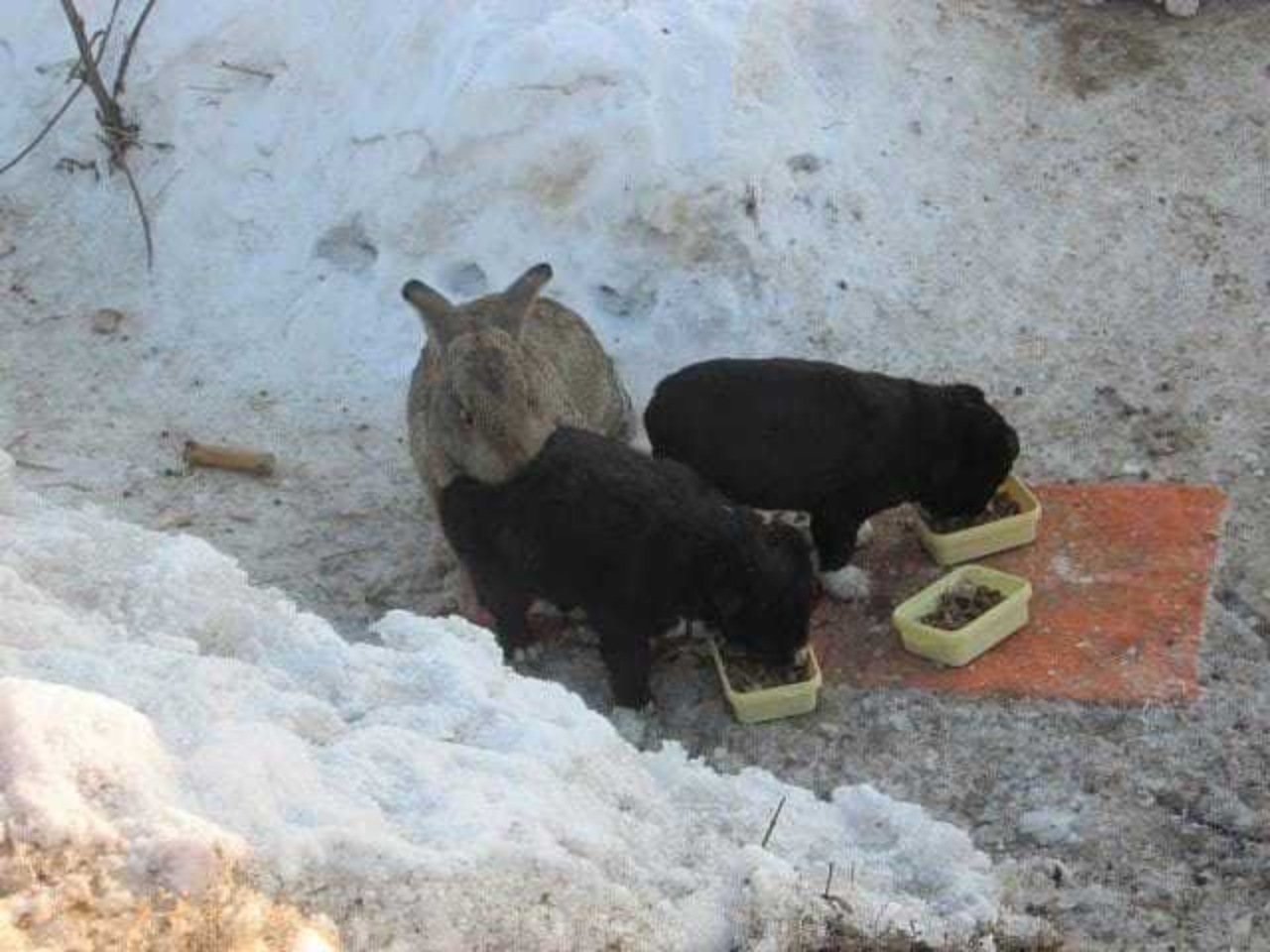 Coniglio protegge i cuccioli e li nasconde nella sua tana