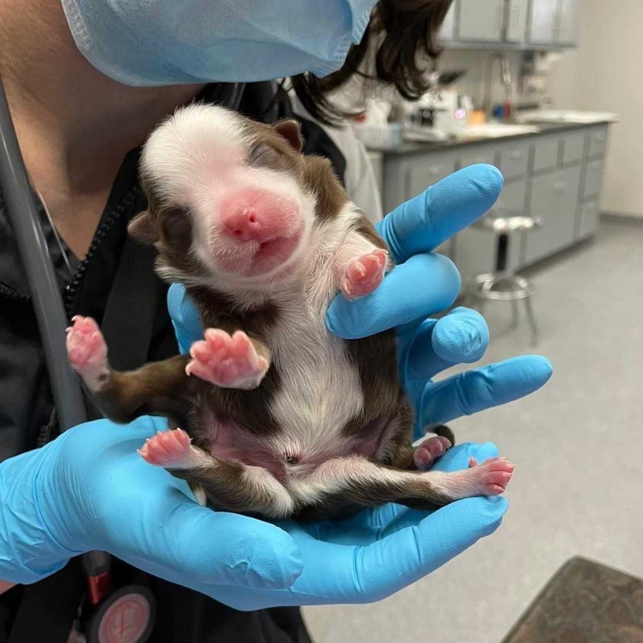 Cucciolo con sei zampe e due code rifiutato dalla madre