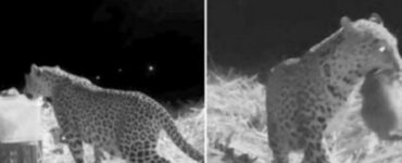 Cucciolo di leopardo trovato in campo di canne da zucchero