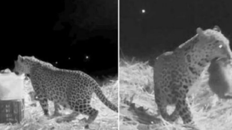 Cucciolo di leopardo trovato in campo di canne da zucchero