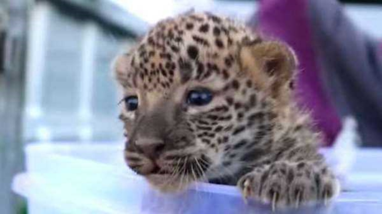 Cucciolo di leopardo trovato in campo di canne da zucchero