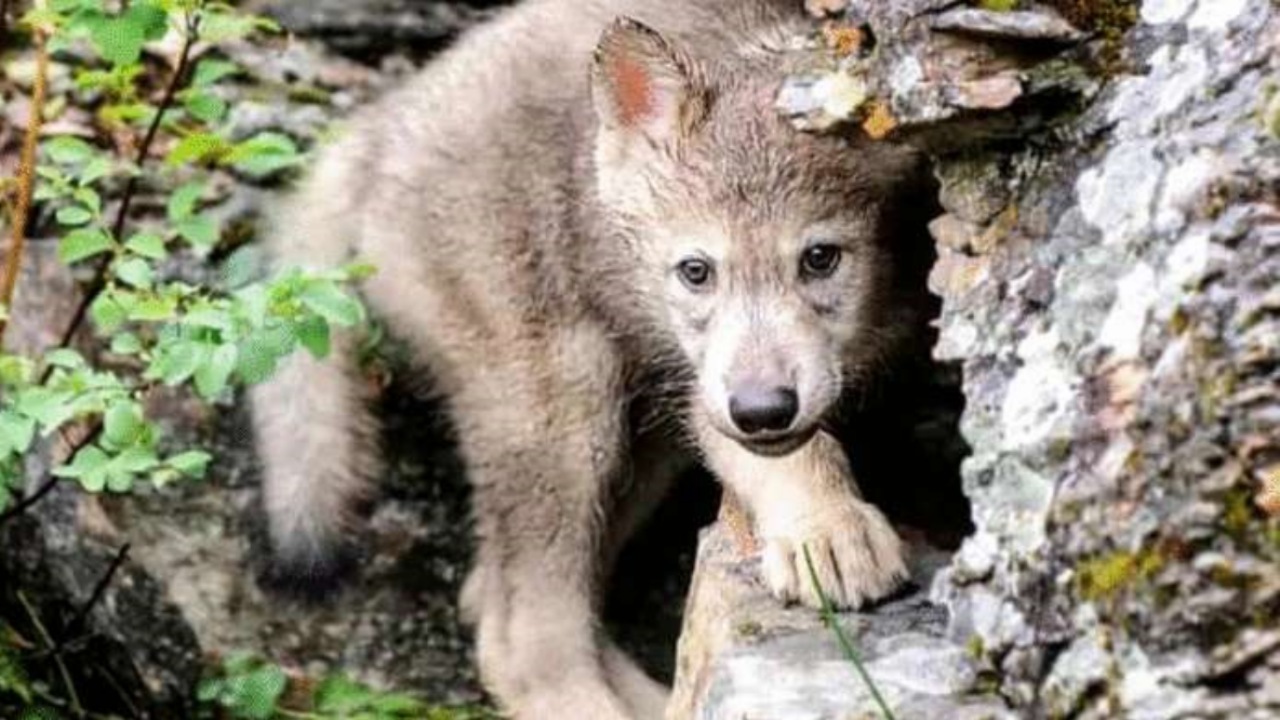 Cucciolo di lupo incastrato in una trappola