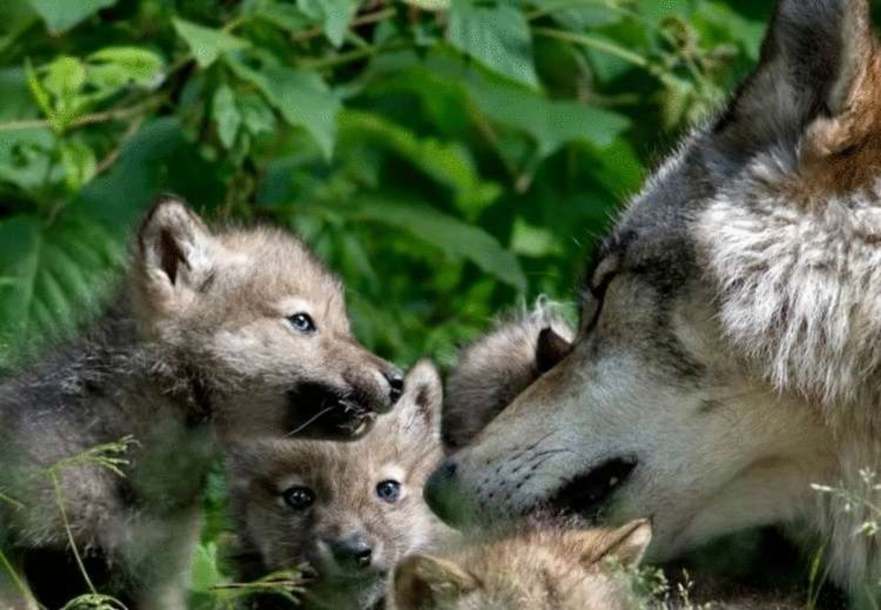 Cucciolo di lupo incastrato in una trappola