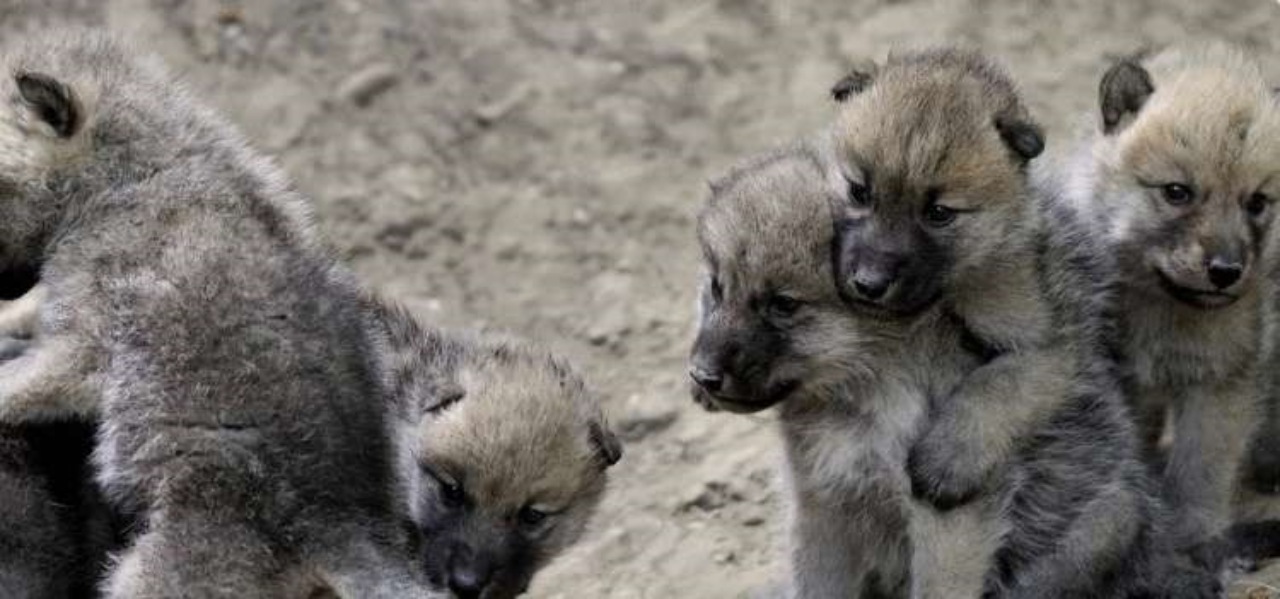 Cucciolo di lupo incastrato in una trappola