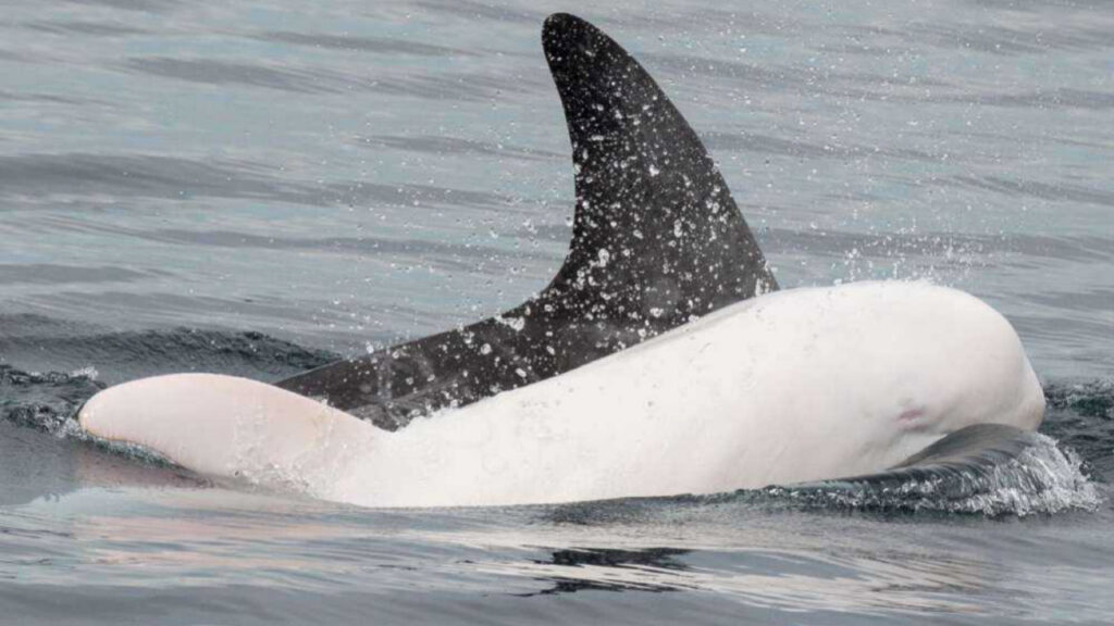 È stato avvistato un rarissimo delfino albino