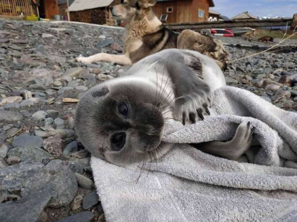 Adesso la foca è tornata nel suo habitat naturale