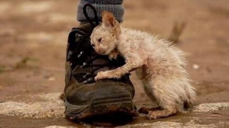 Foto del gattino che elemosina amore