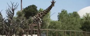 Giraffa soffre a causa del caldo