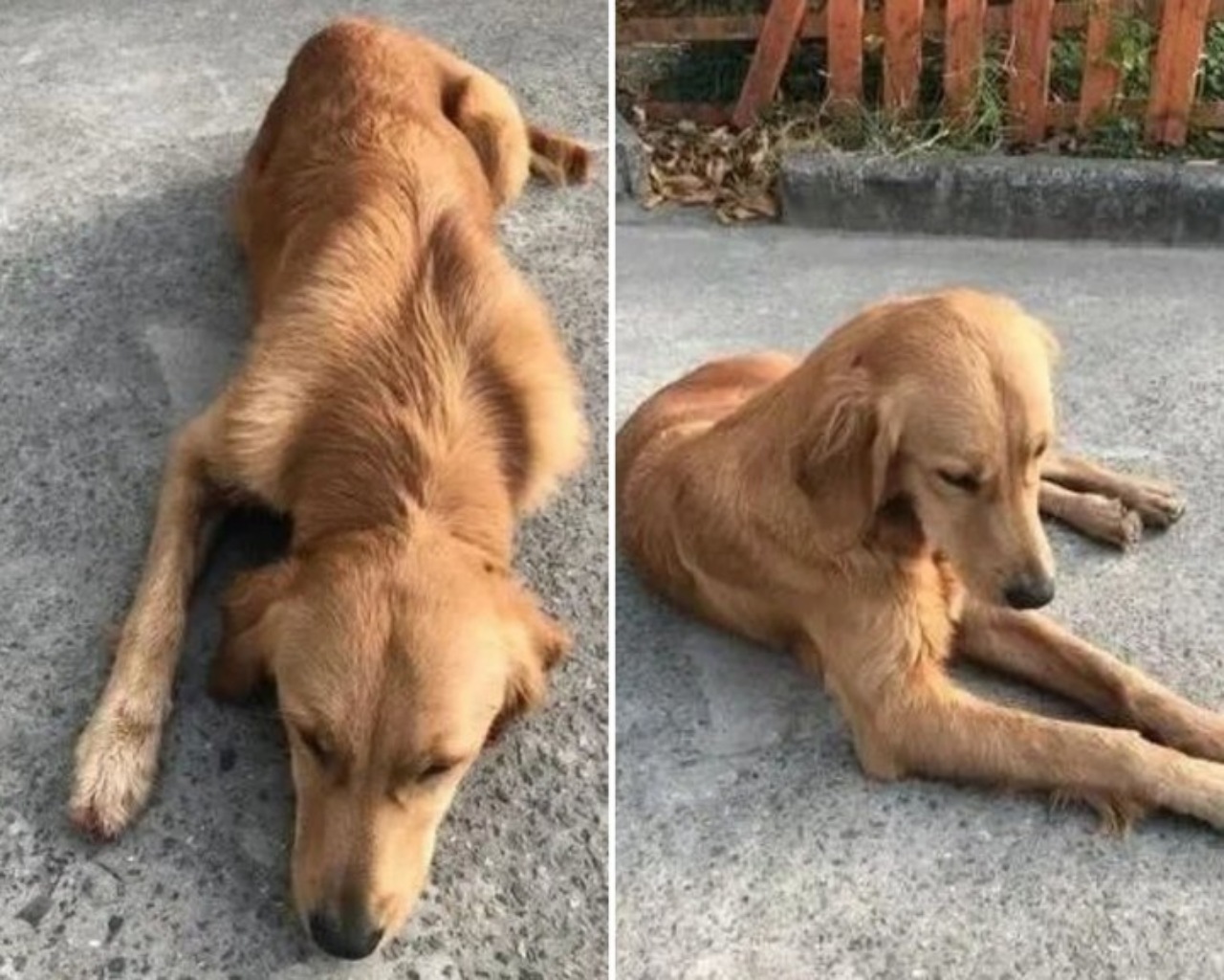 Golden Retriever scappa di casa