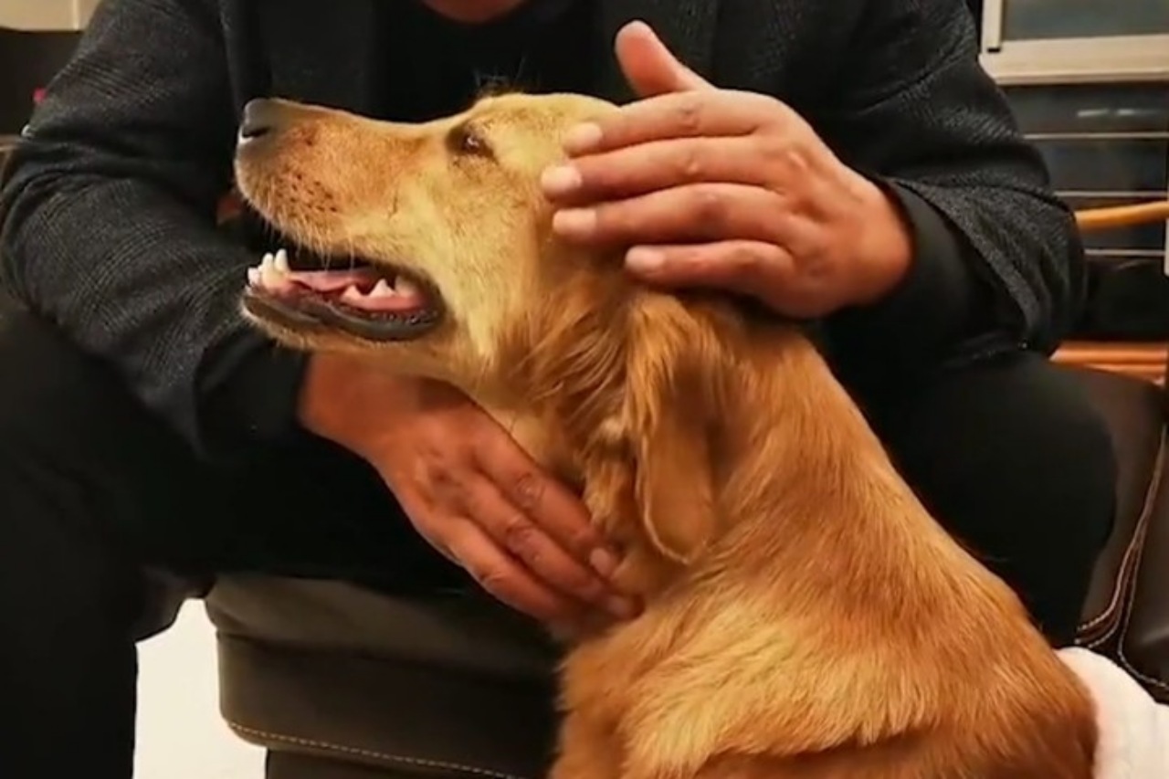 Golden Retriever scappa di casa