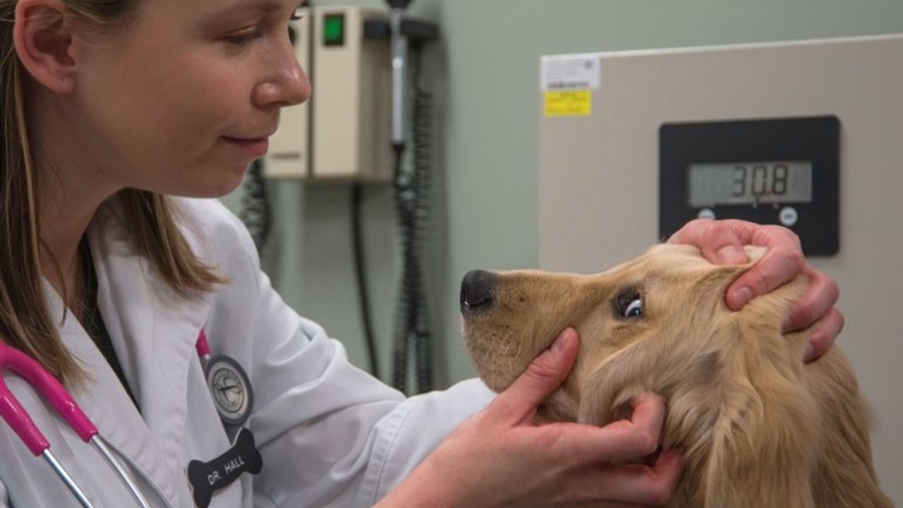 Veterinaria con cane