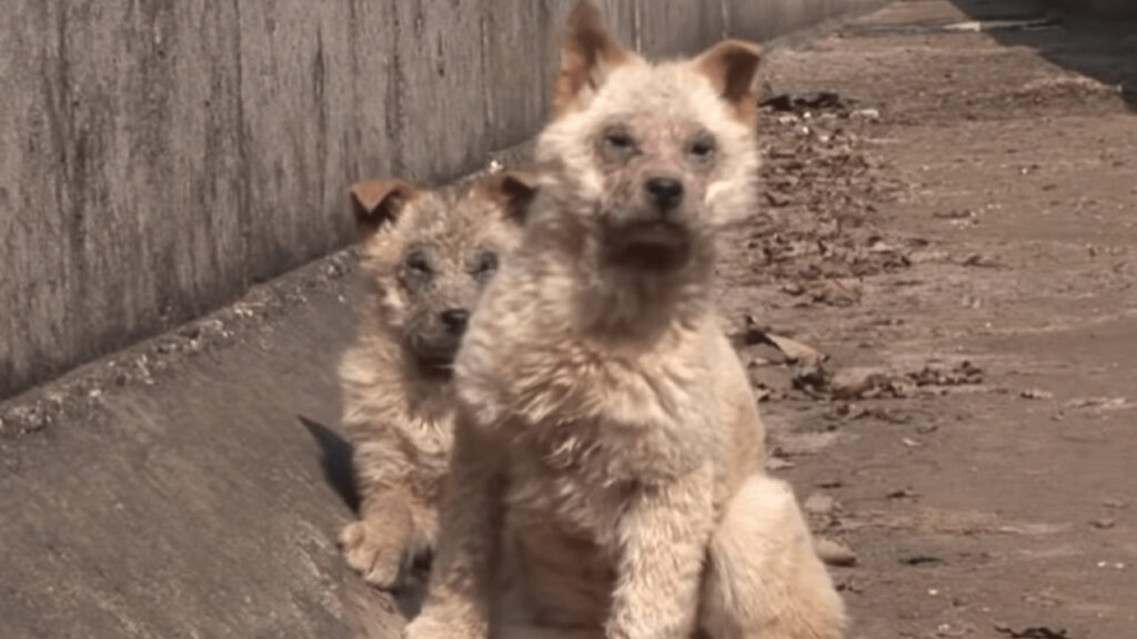 Questi due cuccioli sono stati salvati 