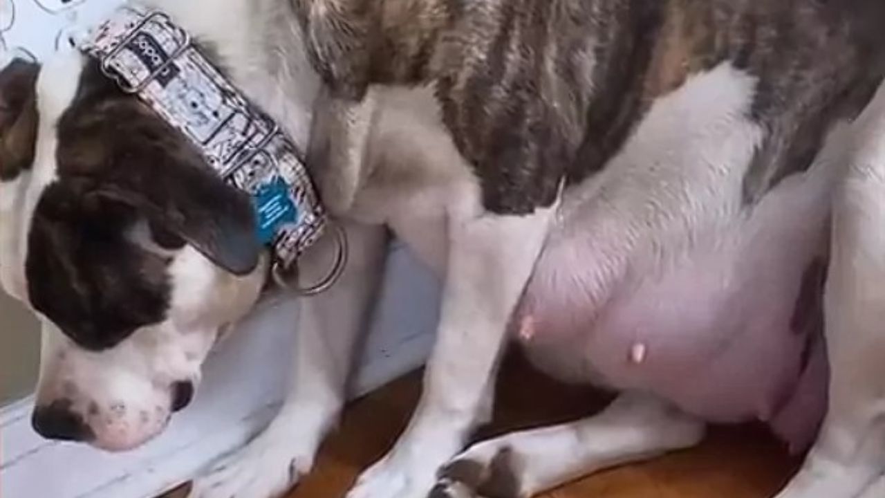 Pitbull aspetta cuccioli