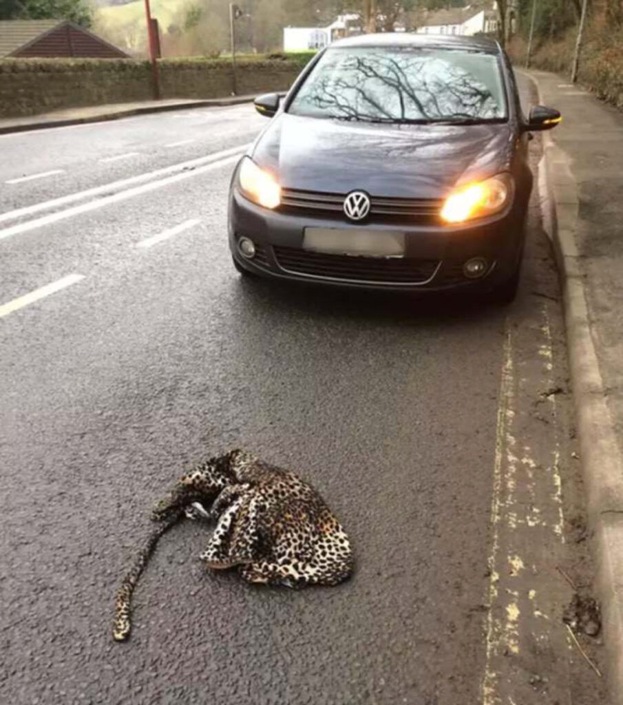 In realtà il leopardo non è altro che un vestito da donna