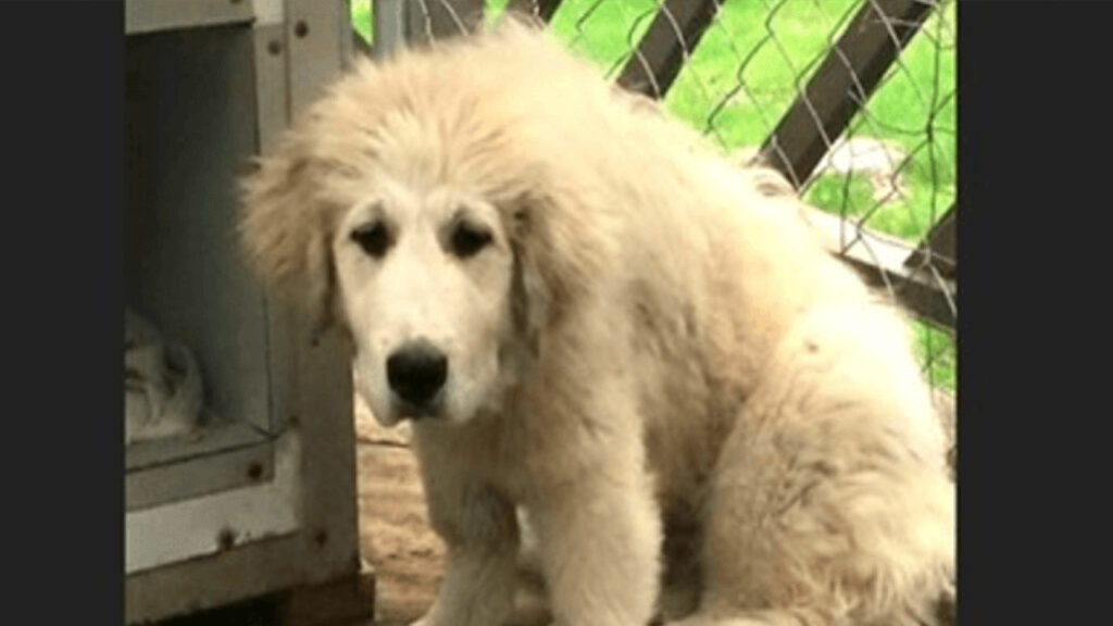 Questo povero cane ha una grave malformazione alla zampa