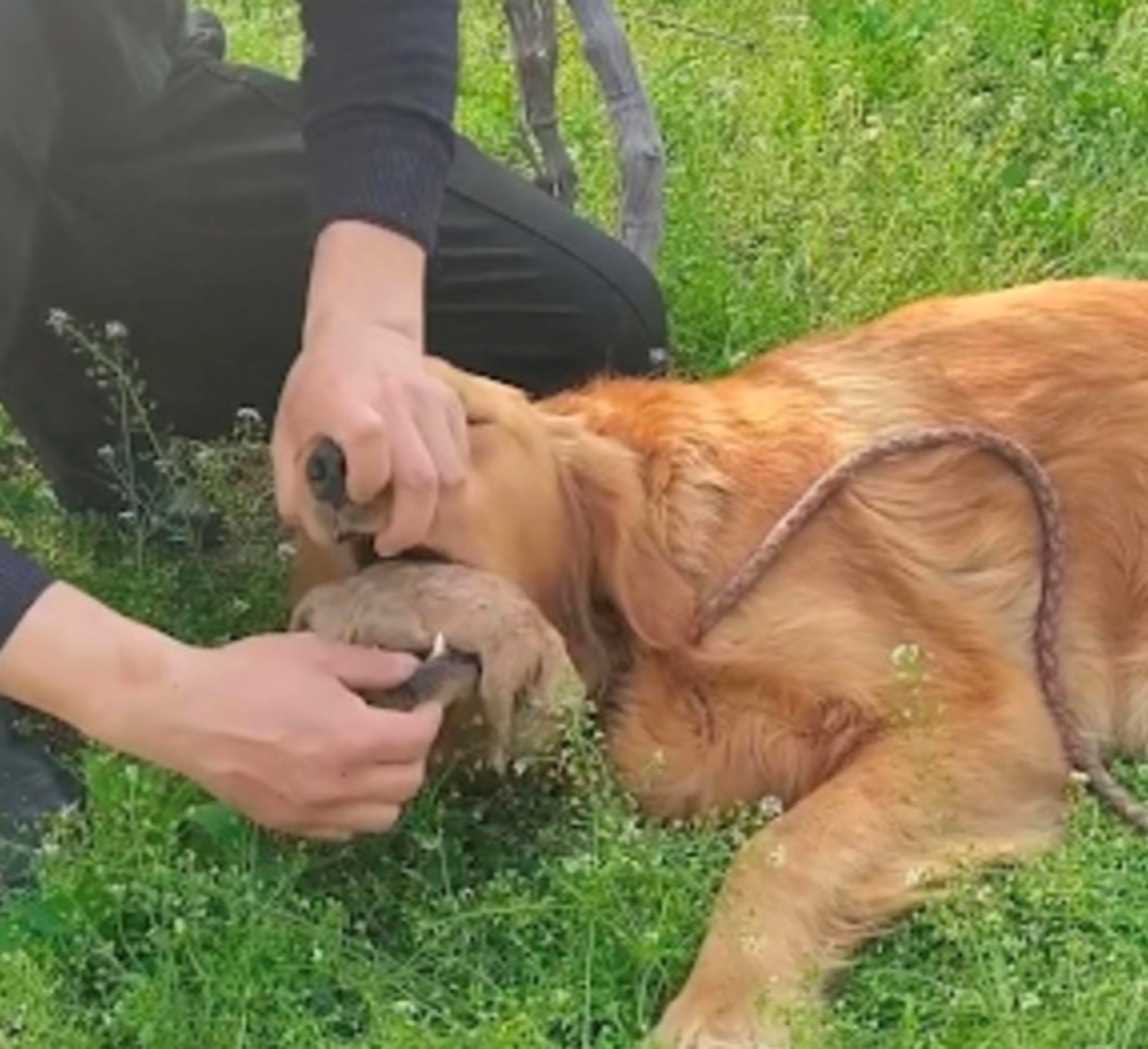 Mamma dissotterra i cuccioli e li tira fuori dalla buca