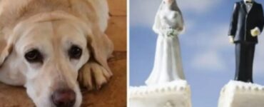 Matrimonio annullato per amore del cane