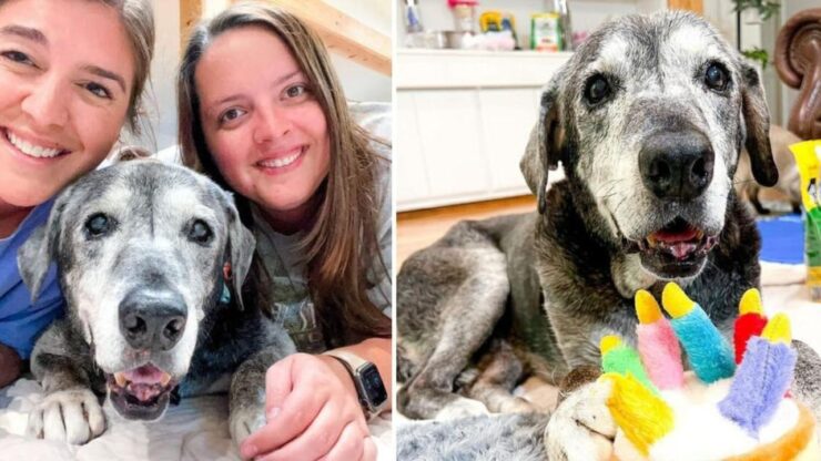 Ragazze adottano un cane anziano