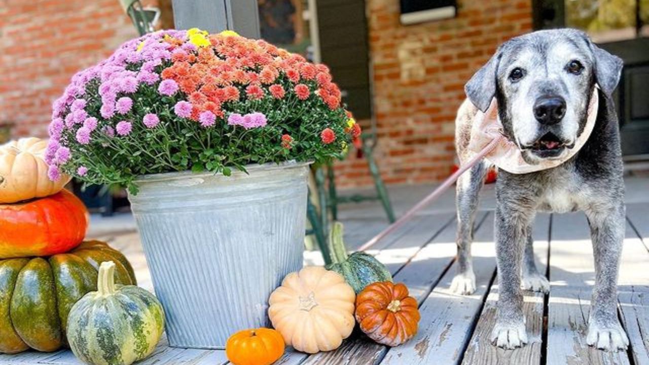 Cane agghindato per Halloween