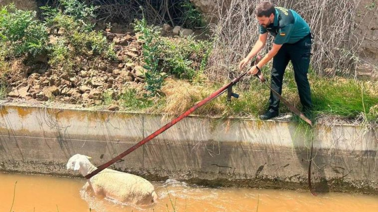 Pecora cade in un fiume