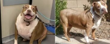 Pitbull obeso: una donna gli cambia la dieta