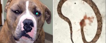 Pitbull attacca un serpente per proteggere la sua padrona