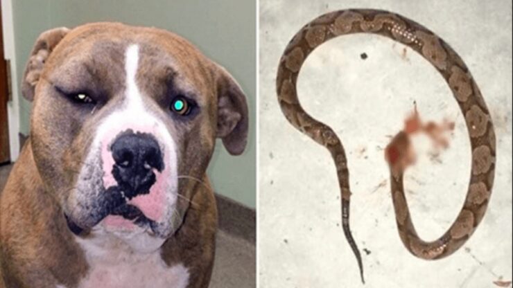 Pitbull attacca un serpente per proteggere la sua padrona