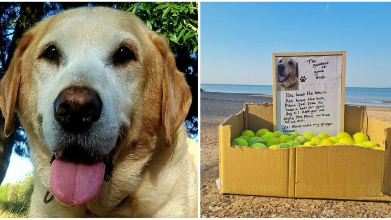 Labrador appena morto