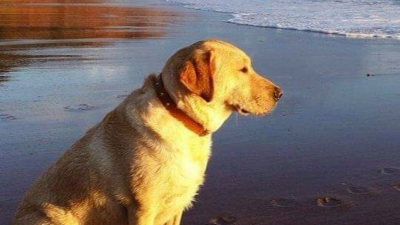 Labrador al mare