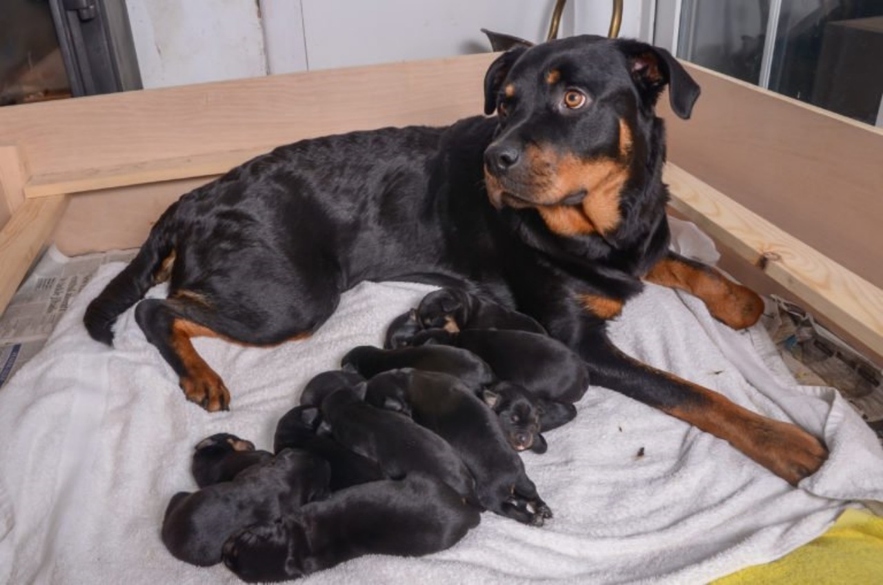 Rottweiler partorisce 15 cuccioli: proprietari sconvolti