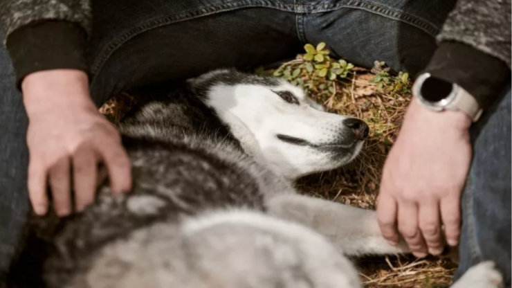 husky disperato abbraccio