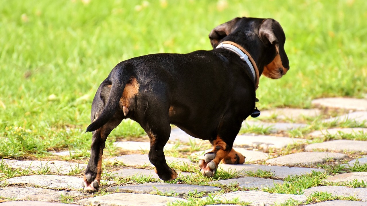 Signora con un tumore rifiuta le cure per non lasciare solo il suo cane