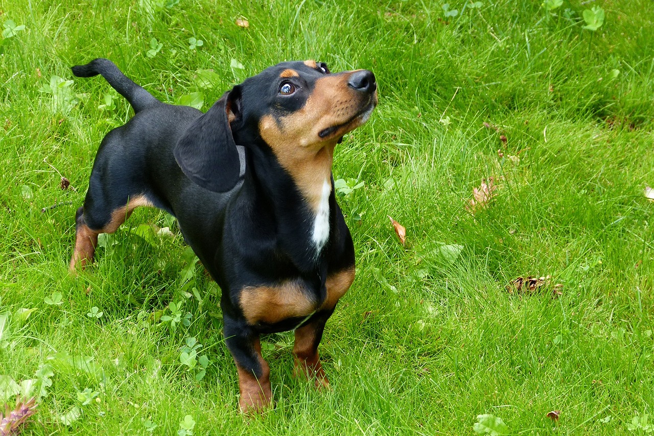 Signora con un tumore rifiuta le cure per non lasciare solo il suo cane