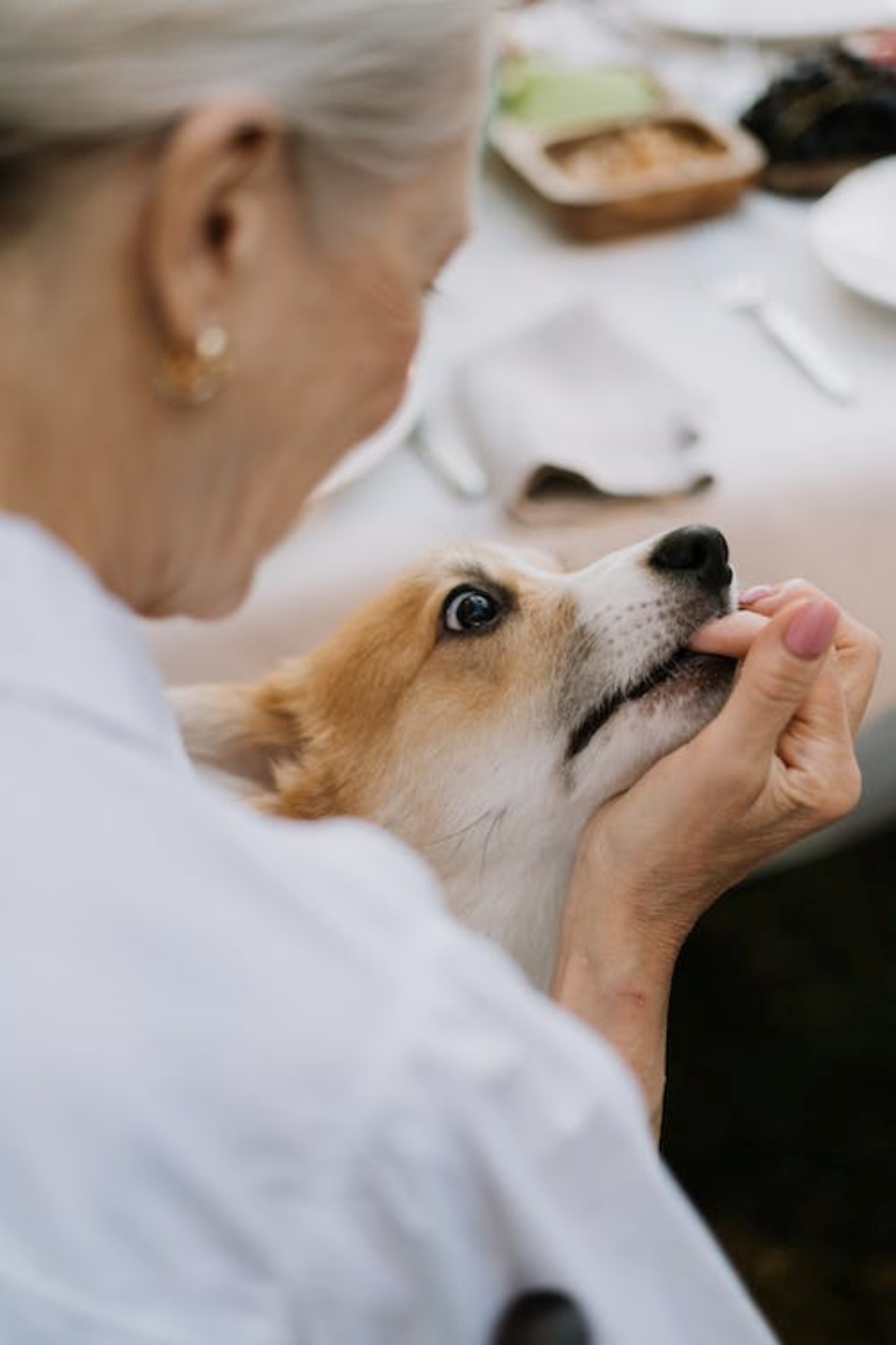 Signora con un tumore rifiuta le cure per non lasciare solo il suo cane