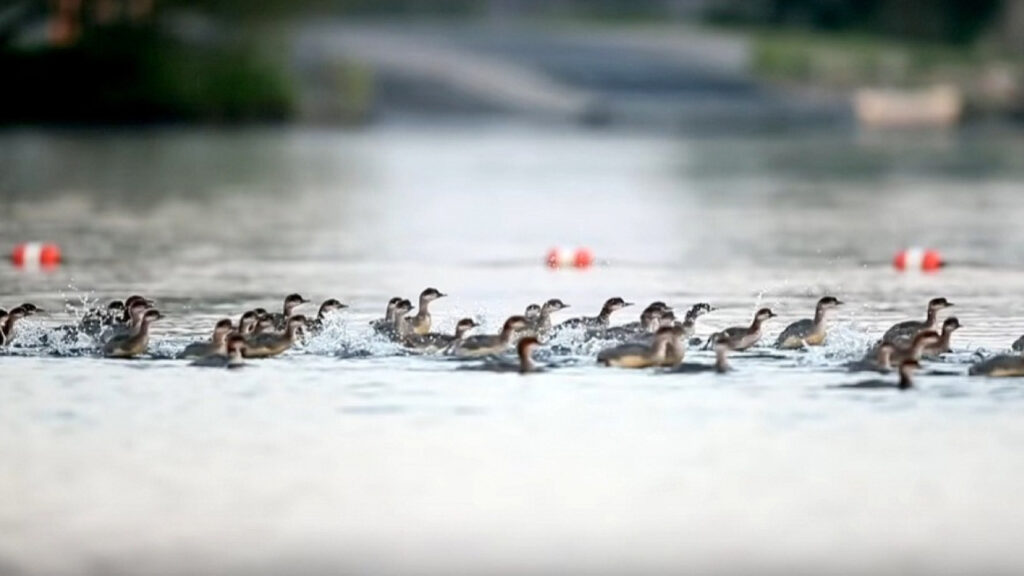 La mamma anatra ha conquistato l’appellativo di supermamma 