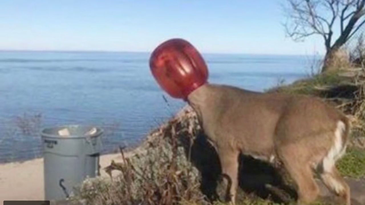 Cervo con un barattolo di plastica in testa