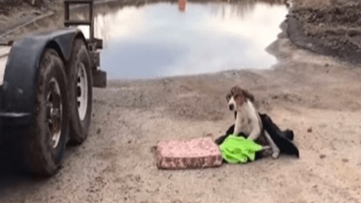 Uomo salva un cane randagio e gli cambia la vita