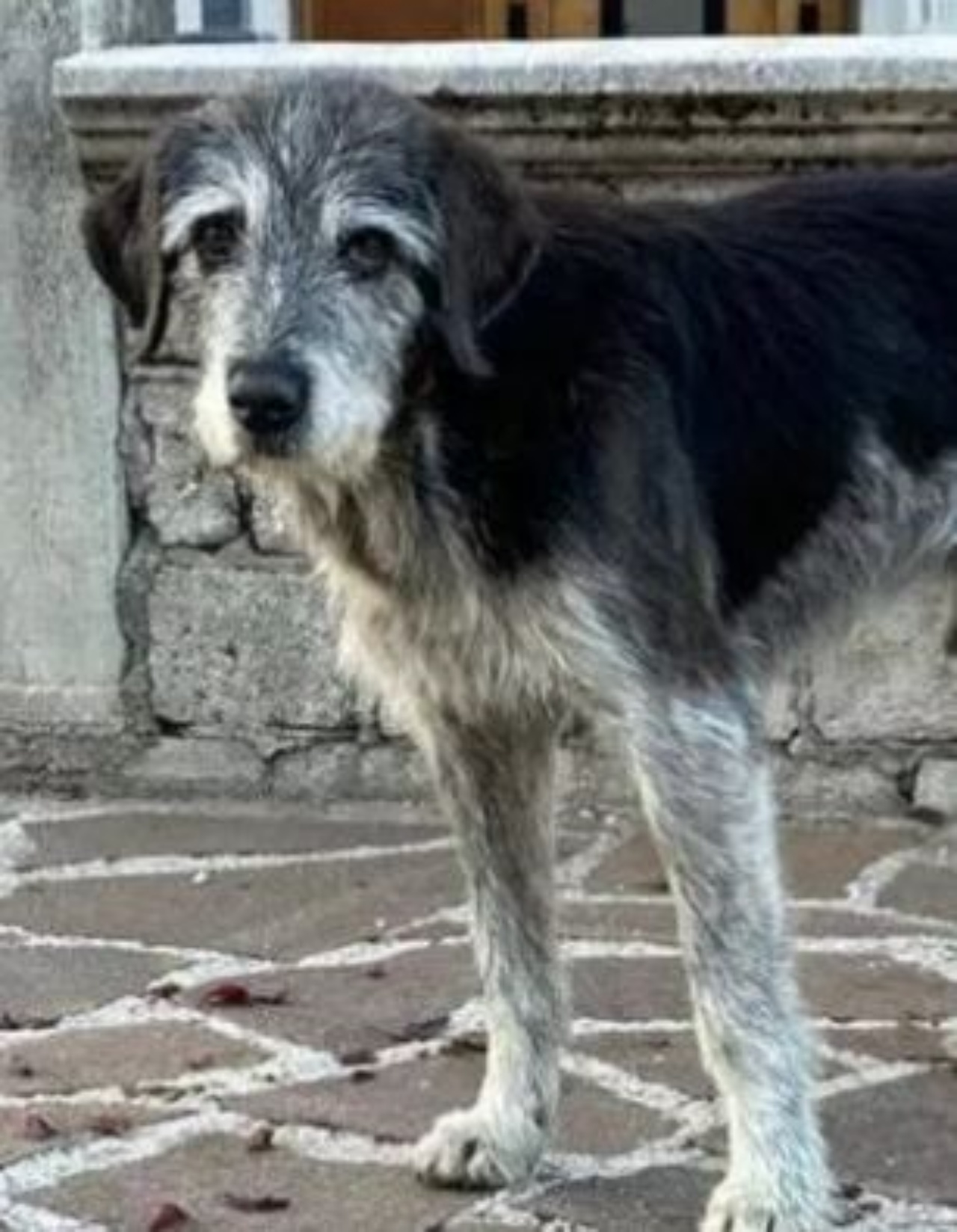 un cane randagio di nome Bracco