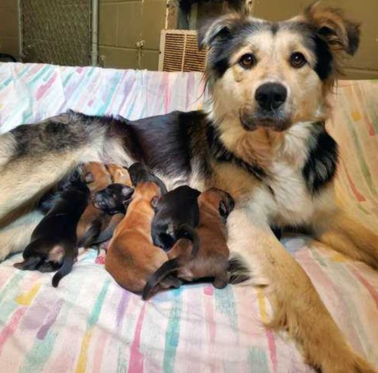 Una cagnolina con dei cuccioli