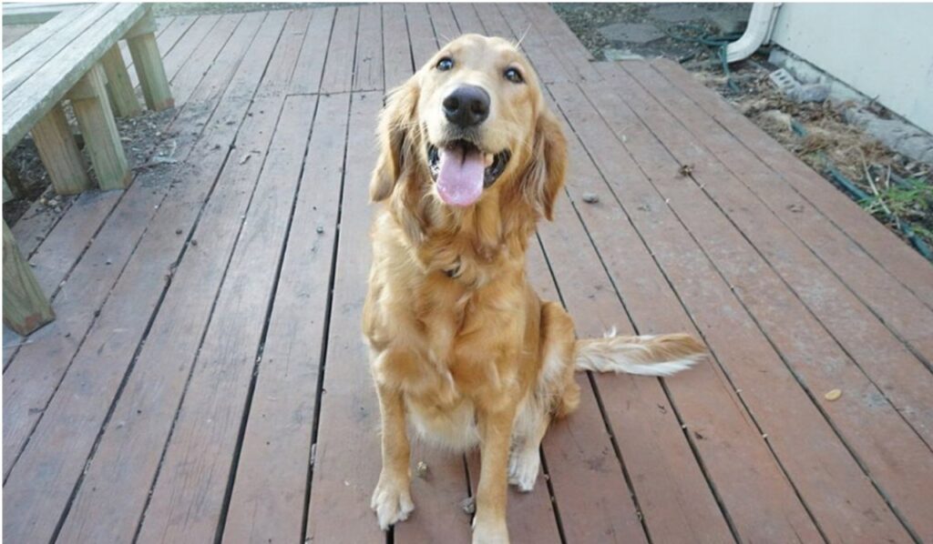 Cagnolina incinta riceve un servizio fotografico