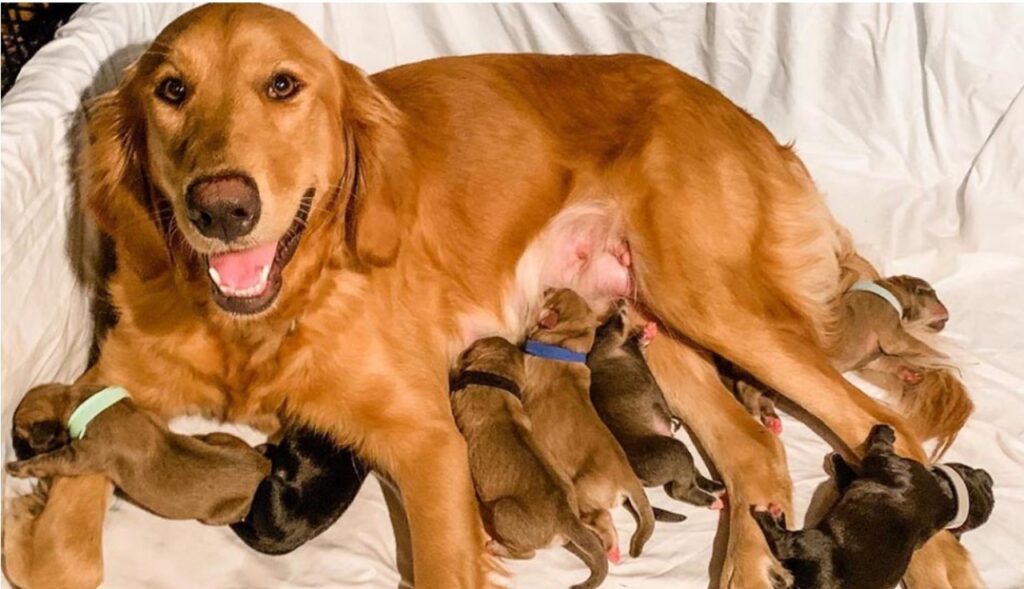 Cagnolina incinta riceve un servizio fotografico