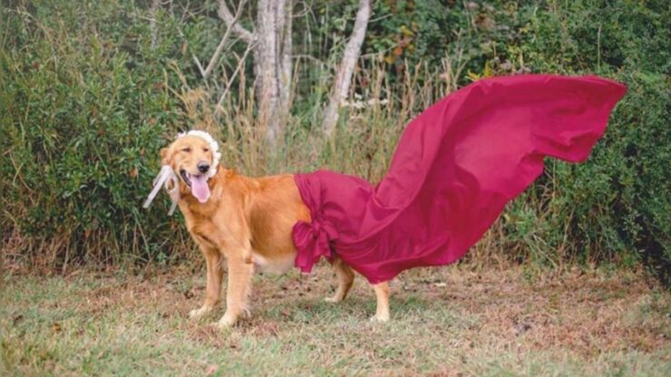 Cagnolina incinta riceve un servizio fotografico