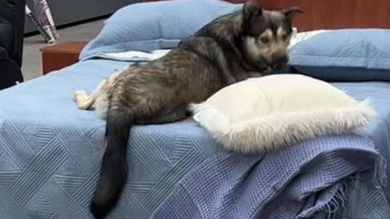 Un cane su un letto