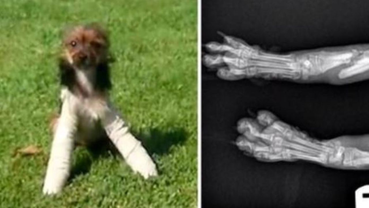 Un cane di nome Chewie e la sua radiografia