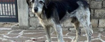 un cane di nome Bracco