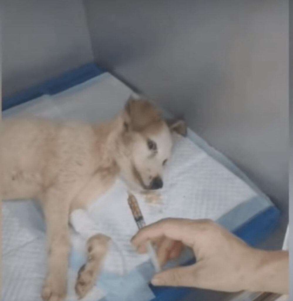 Cane dagli occhi azzurri viene salvato