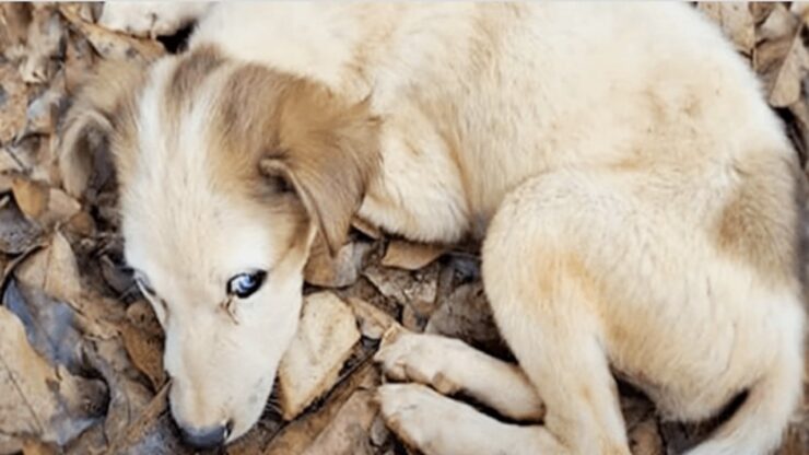 Cane dagli occhi azzurri viene salvato