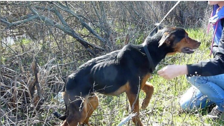 Cane si getta tra le braccia di un soccorritore